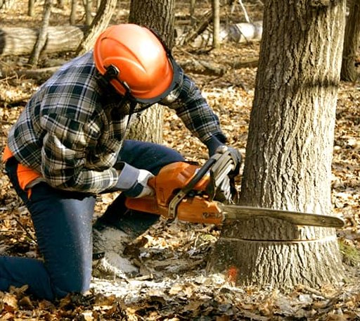 Tree Removal in Revere, MN